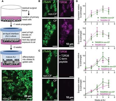 Loss of CFTR function is associated with reduced bitter taste receptor-stimulated nitric oxide innate immune responses in nasal epithelial cells and macrophages